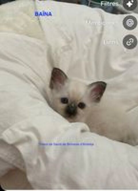   Les chatons à réserver payement en plusieurs fois possible 