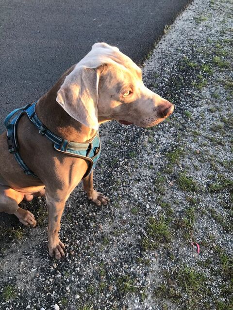 MAGNIFIQUE BRAQUE DE WEIMAR AGE DE 8 ANS CHERCHE JEUNE FILLE 1000 33810 Amb�s