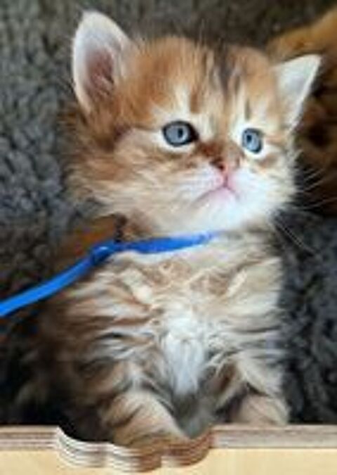   Chatons SIBÉRIENS LOOF (hypoallergéniques) 