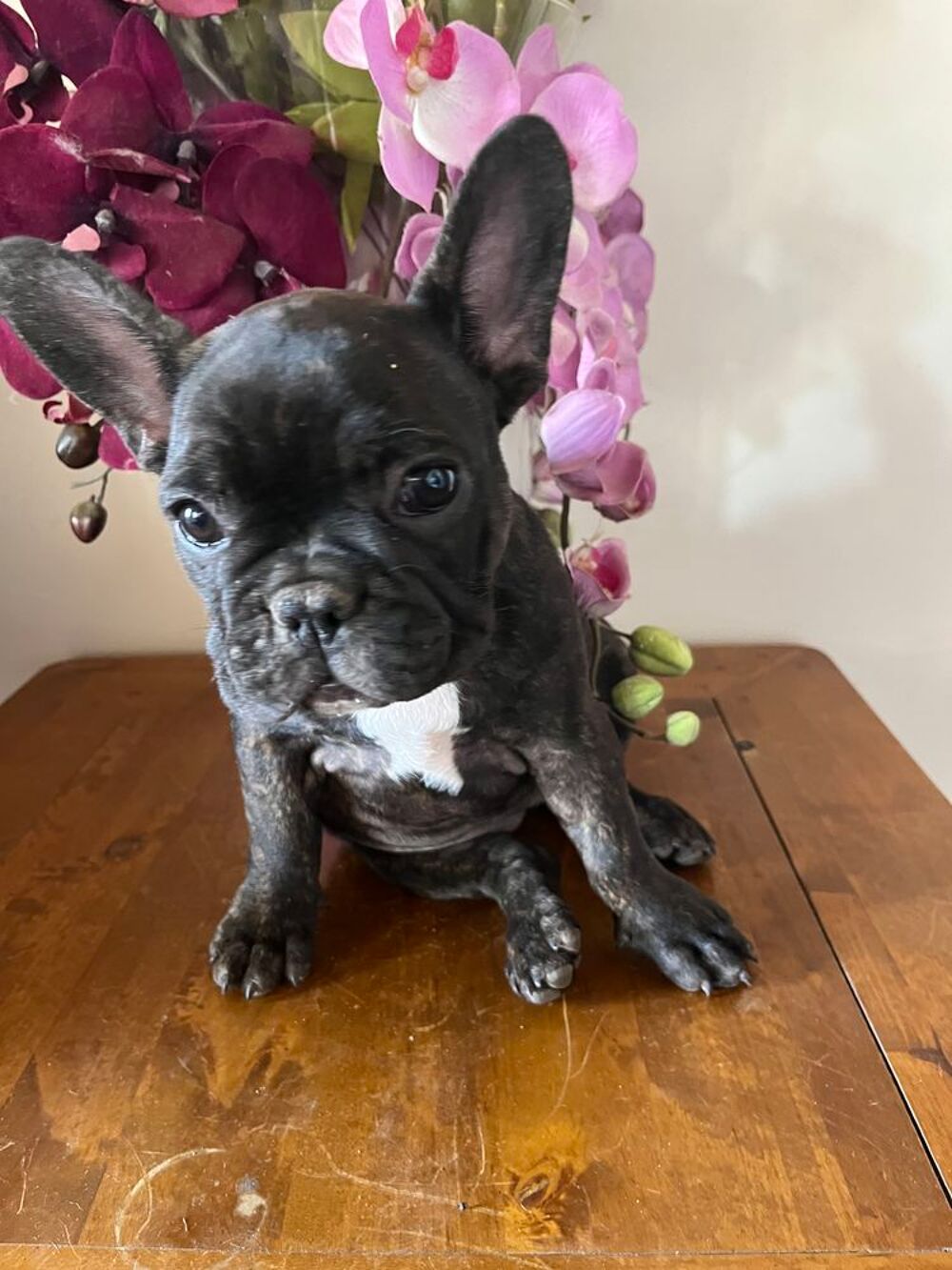   Chiot bouledogue français payable en 3 fois  