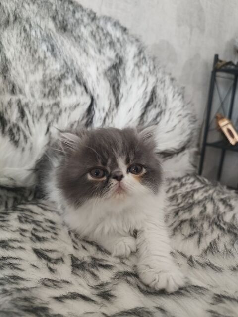 2 ADORABLES CHATONS FEMELLES 460 44550 Montoir-de-bretagne