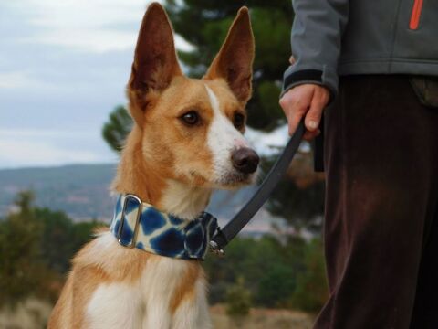 PIPER 1an, petit podenco tr&egrave;s affectueux 315 24140 Douville