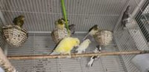   volire, graines et 7 canaris 