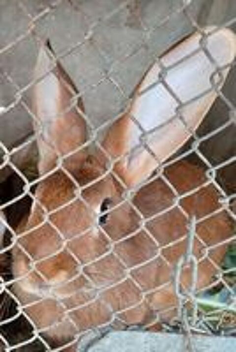  lapine fauve de bourgogne  