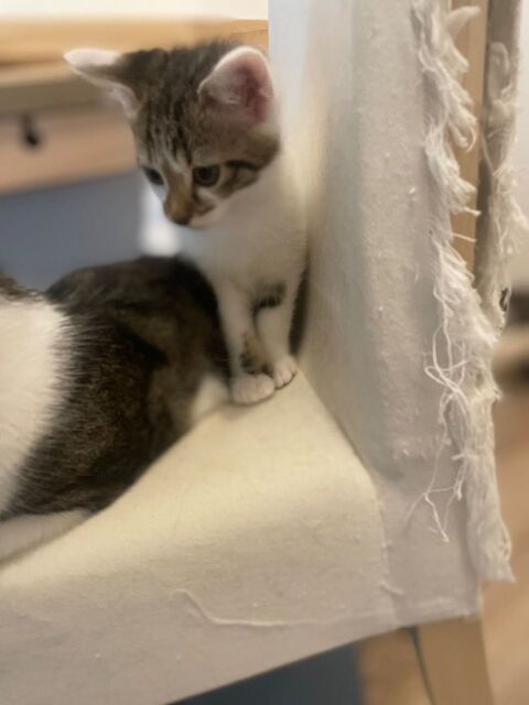 Serge 190 59000 Lille