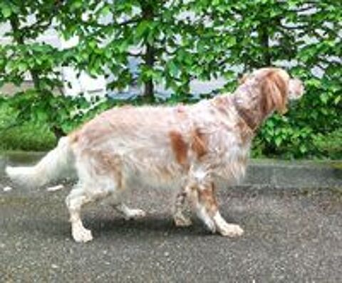   Mâle Setter Anglais pour saillie 