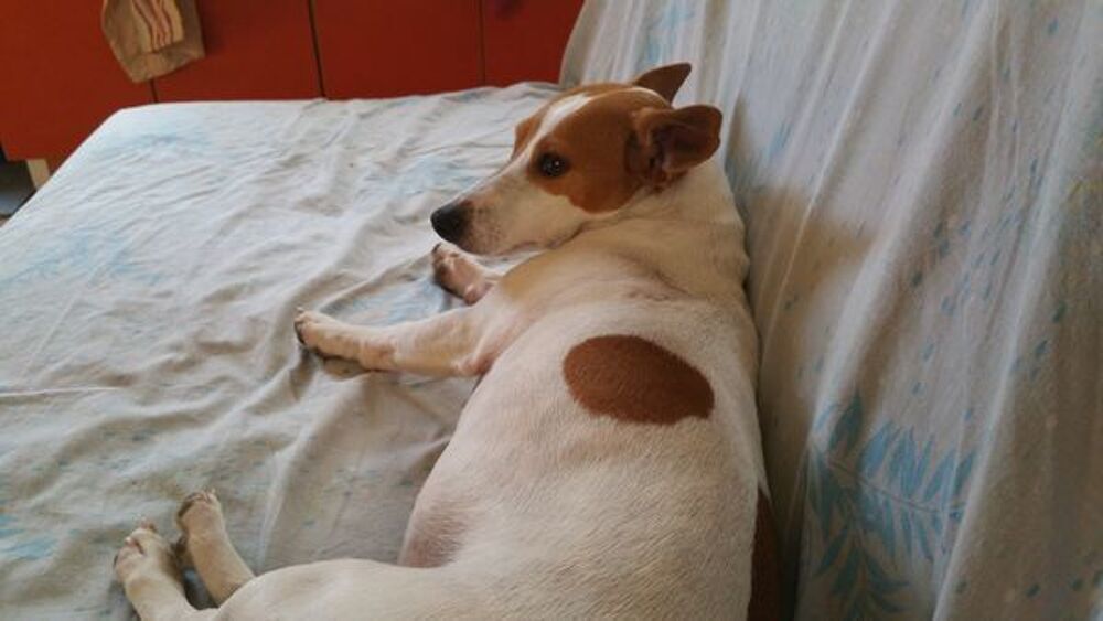   Gardienne  chien  