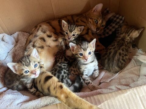 CHATONS BENGAL 900 34400 Saint-christol