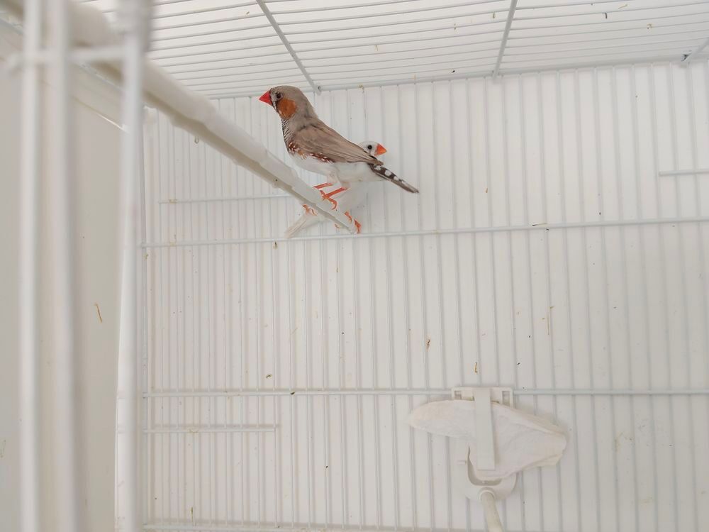  couple  mandarin
