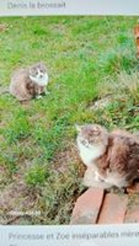   Cherche famille d'accueil pour chats. 