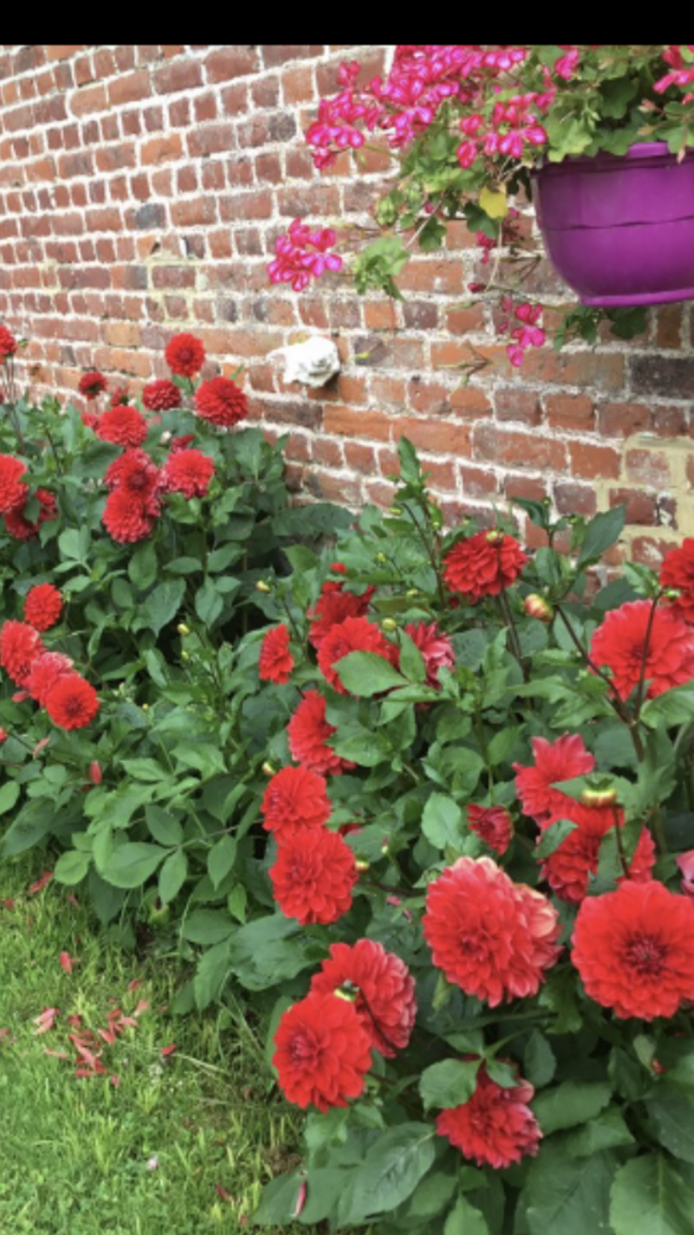 Dahlias rouges Jardin