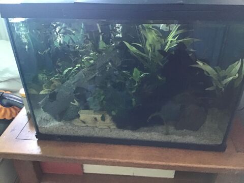 guppy 1 76290 Montivilliers