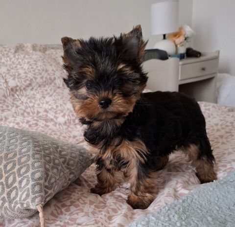 ravissants CHIOTS YORKSHIRE
950 17320 Marennes