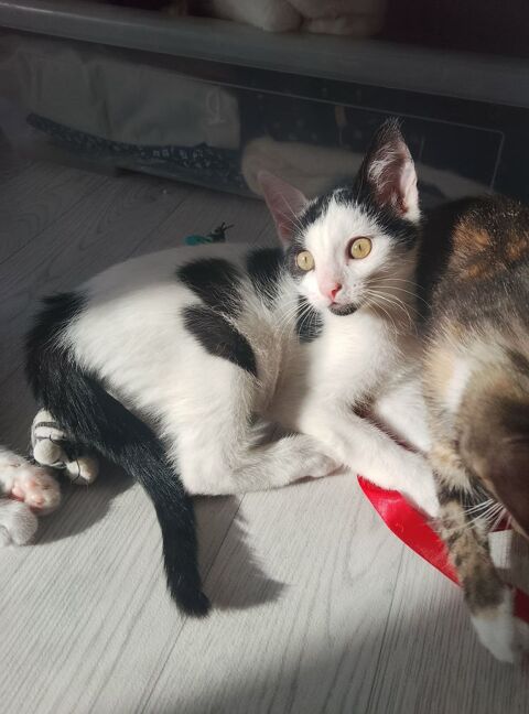 Domino chaton 3 mois &agrave; l'adoption sur Lille 0 59000 Lille