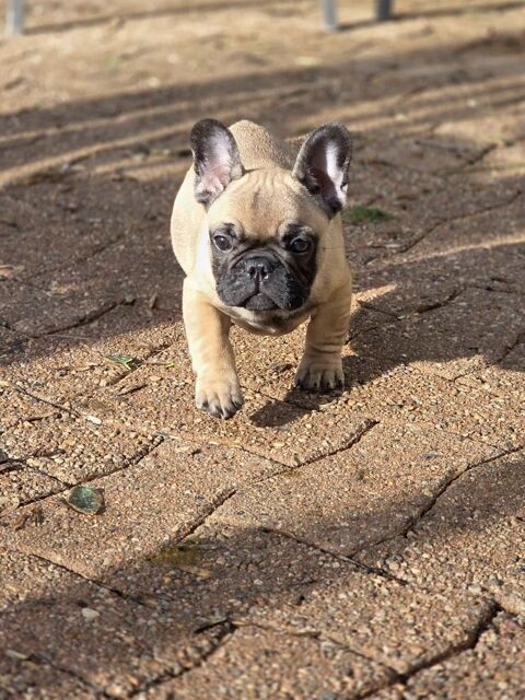 Magnifiques chiots Bouledogue fran&ccedil;ais 480 95100 Argenteuil