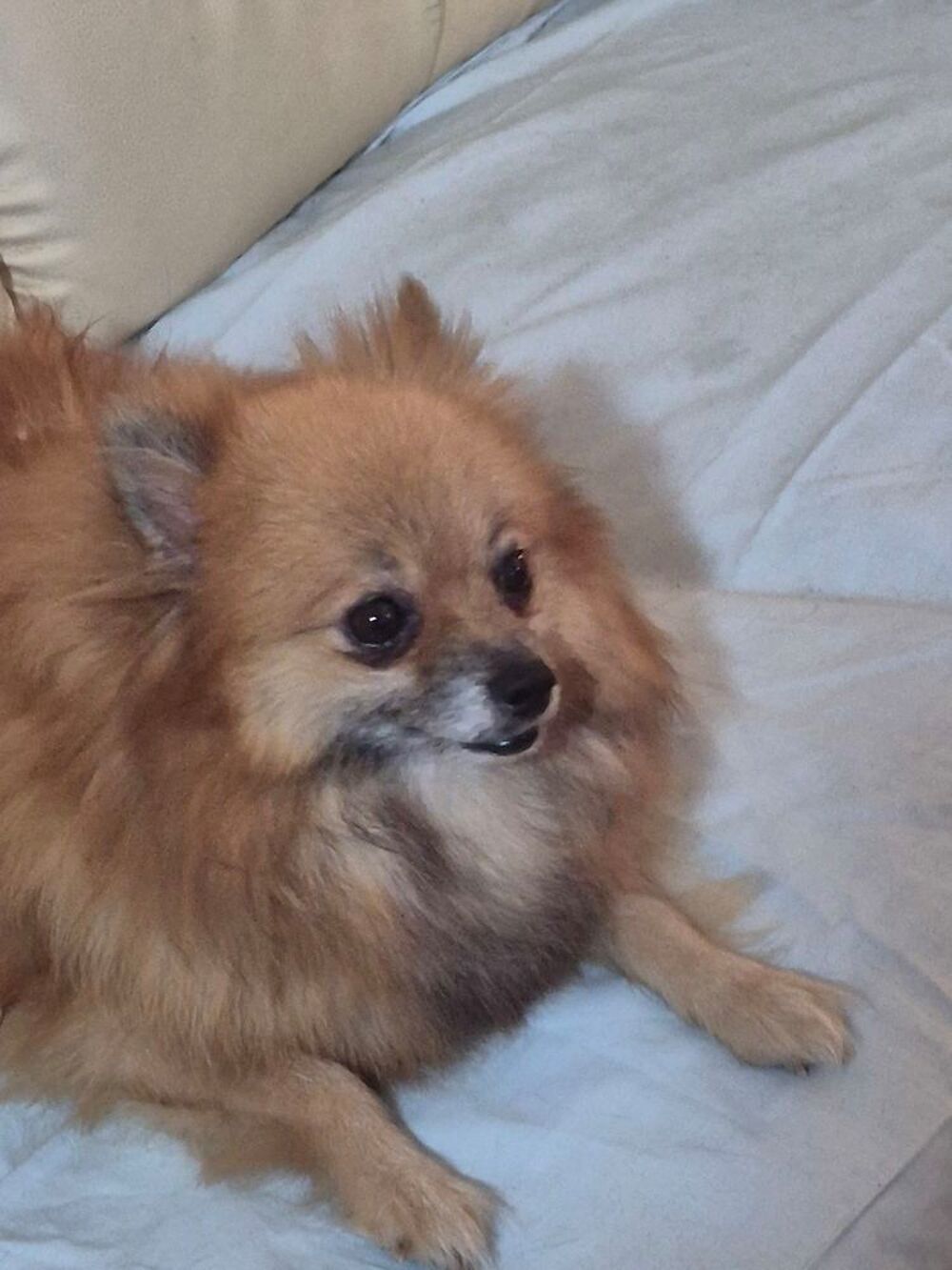   spitz adulte 