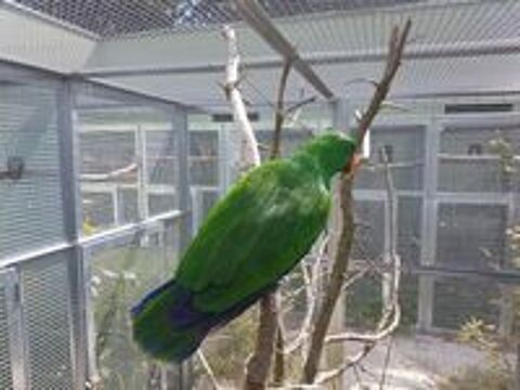   Eclectus 