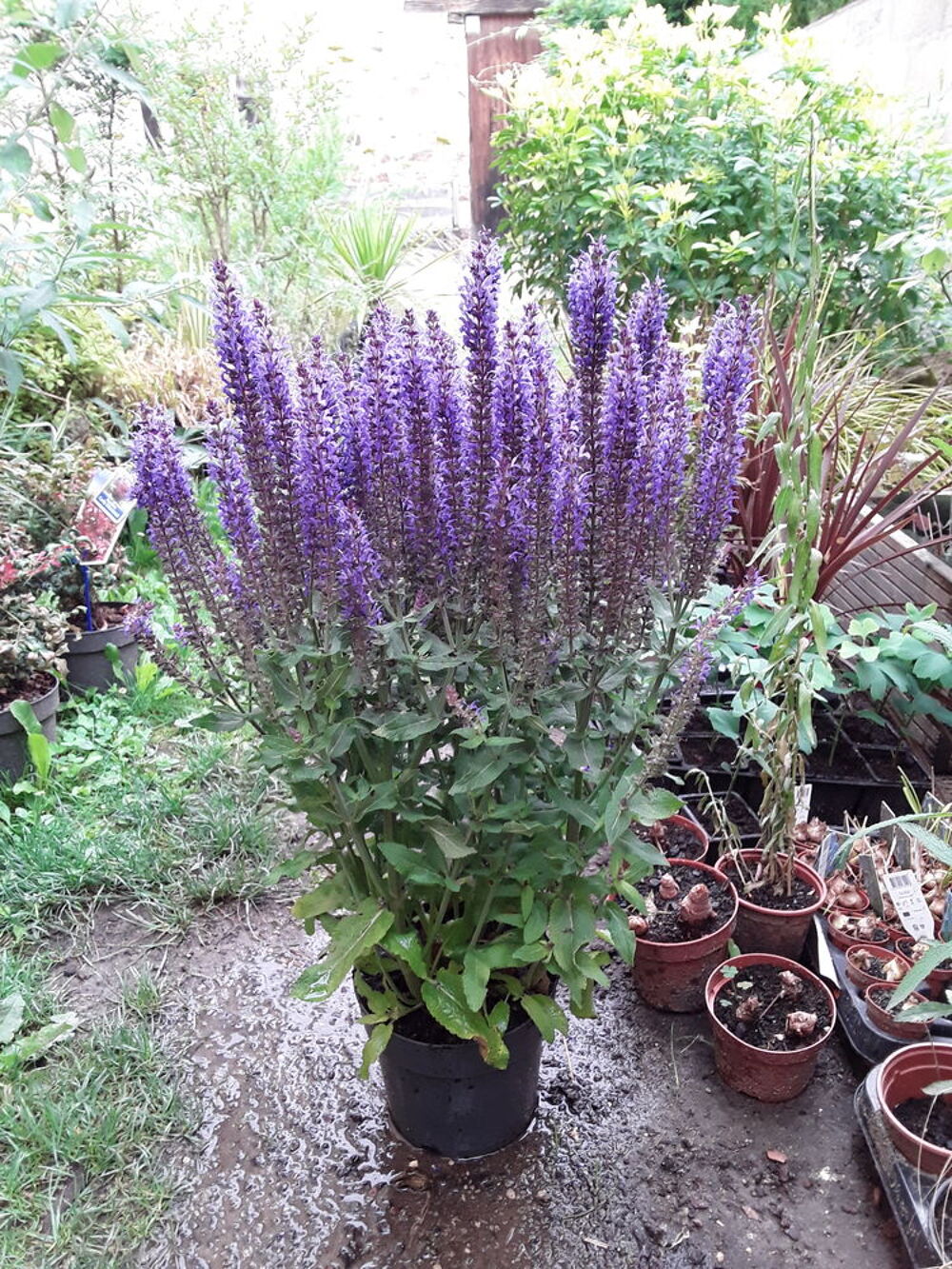 Plantes vivaces Jardin