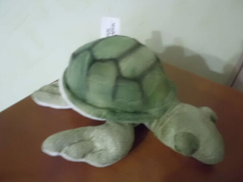 Tortue National Geographic 12 Oignies (62)
