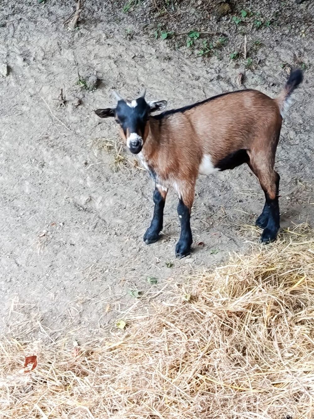   Chèvre naine et bouc nain castre
