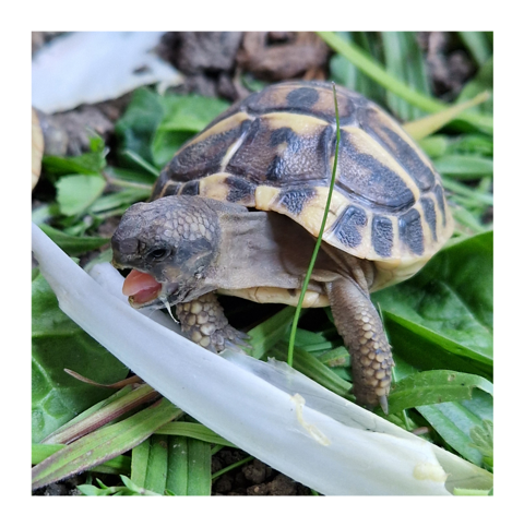 Tortue de 1 an 80 91620 La ville-du-bois