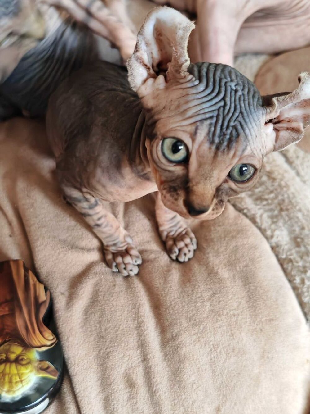   Chaton ELF bouches du rhone 