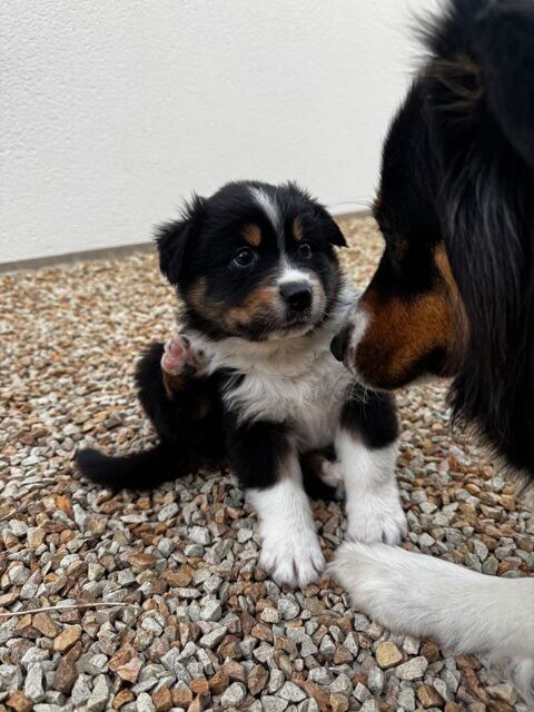 Chiots Berger Australien LOF 700 56370 Le tour-du-parc