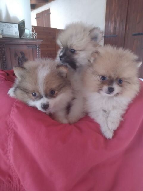 Spitz 1000 26790 Tulette