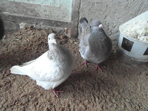 pigeons texan ns en 2023. 18100 Vierzon