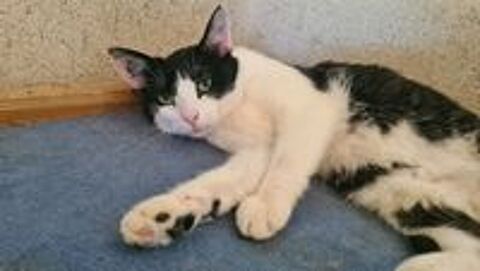   UTOPY femelle noire et blanche 3 ans 