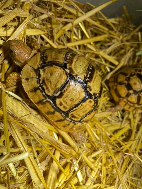 Tortue pardalis somalica/ &Eacute;thiopie g&eacute;ante 350 30000 N�mes