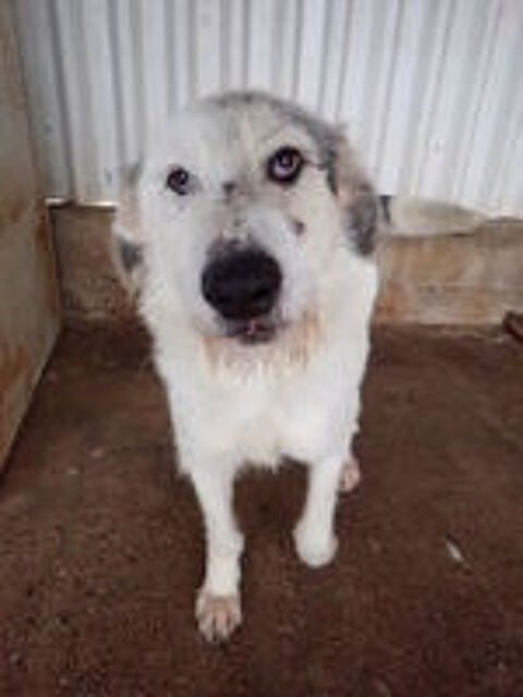   Issam à l'adoption 