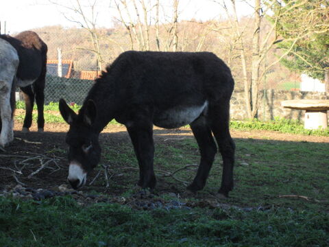 &acirc;ne des Pyr&eacute;n&eacute;es 1800 43380 Cerzat