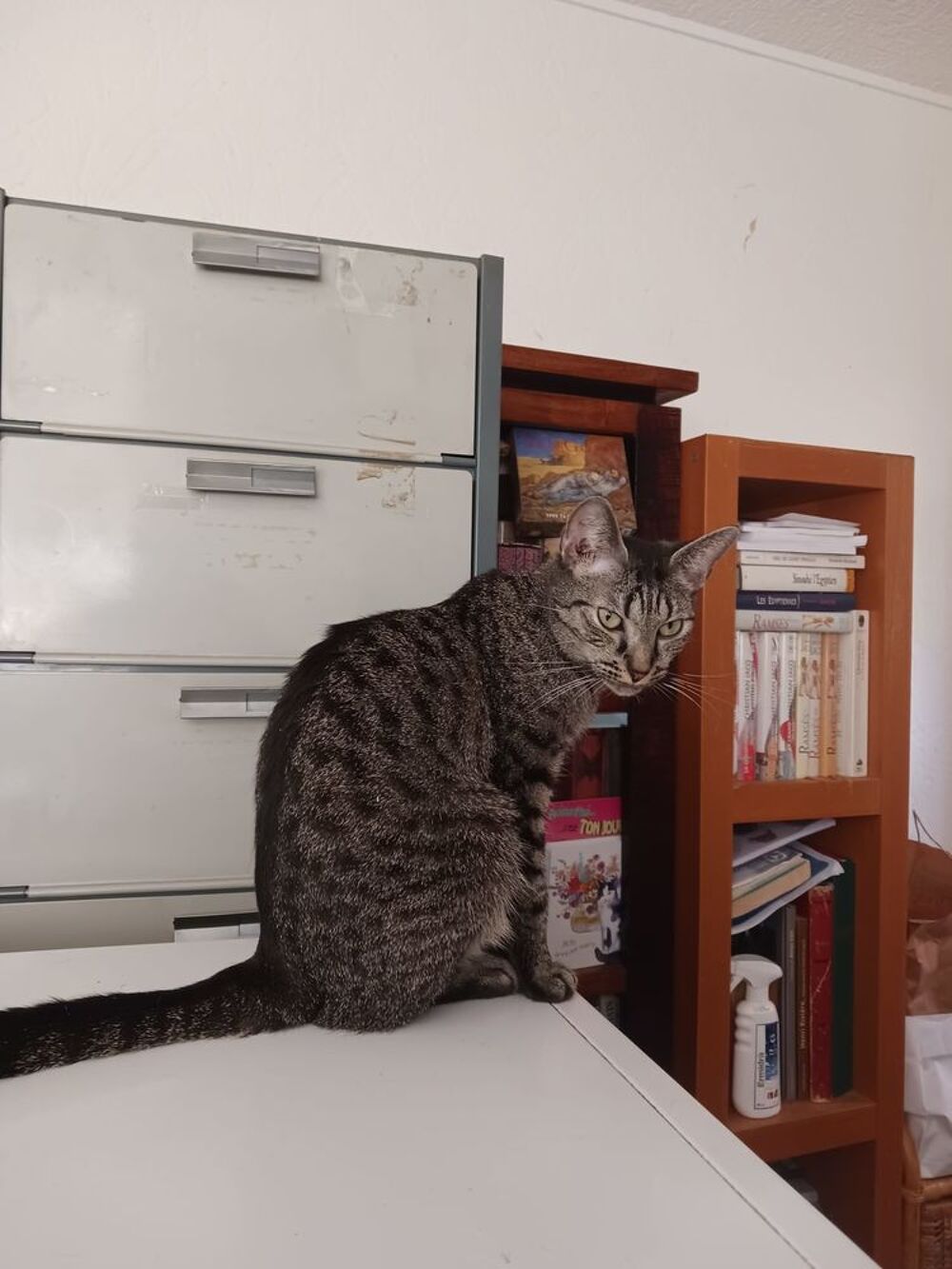   TARA 