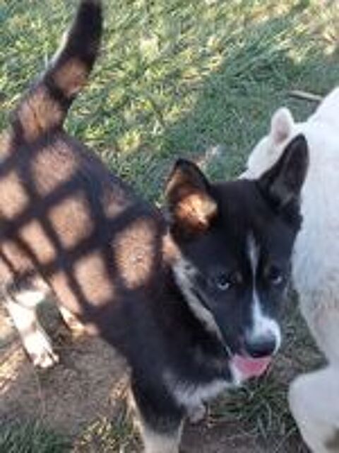    Bingo chiot pomsky F1 aux magnifiques yeux bleus  