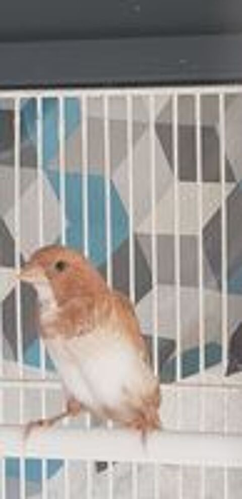   Moineau du japon  