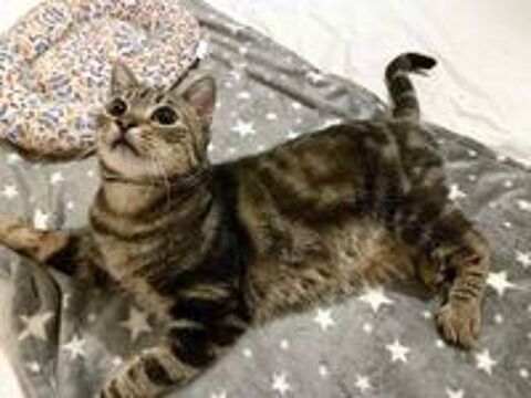   PUNCHY, magnifique chat tigr  adopter via l'association UMA  