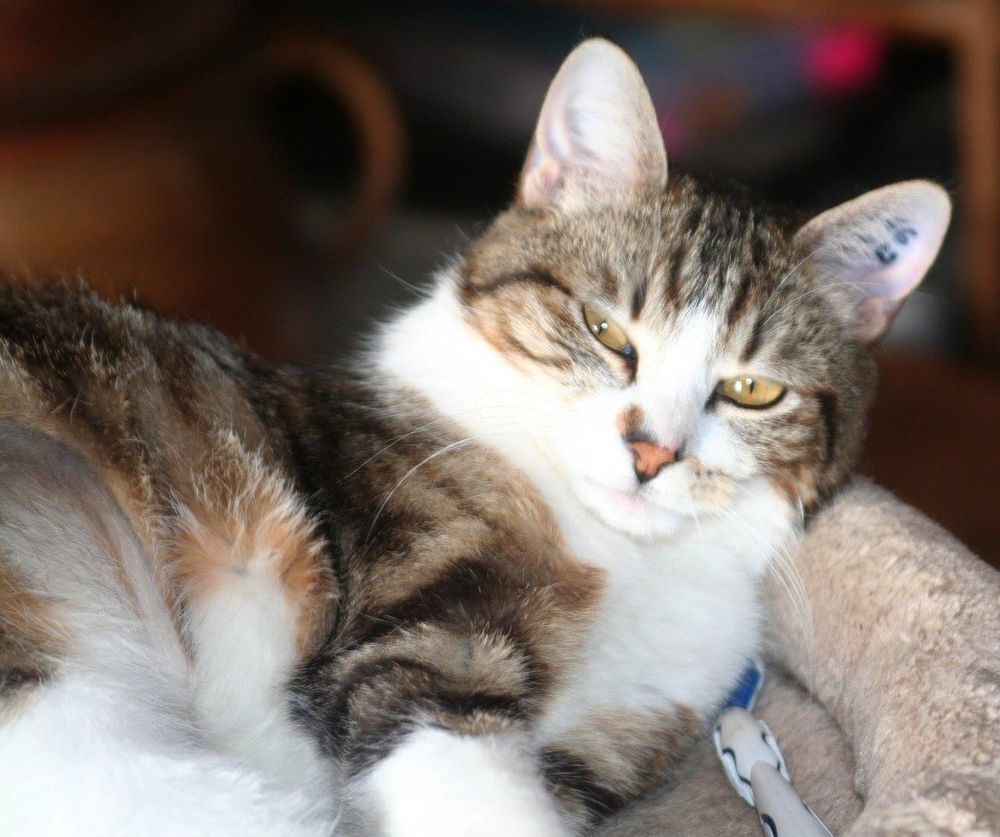  ESPOIR FEMELLE SENIOR TIGRE BLANC 11 ANS 