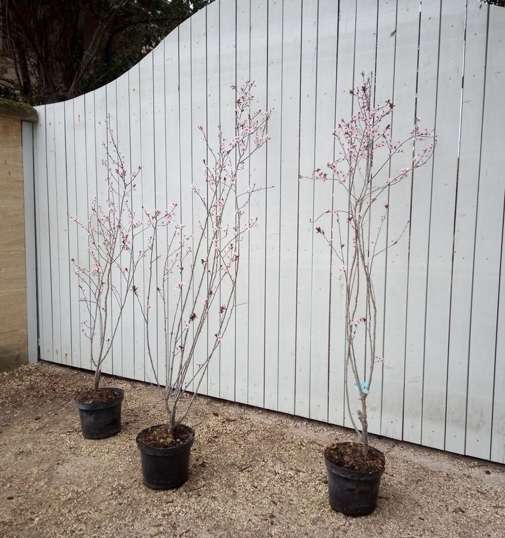 Cerisier &agrave; fleurs caduque 'Prunus Pissardii' aux fleurs rose Jardin