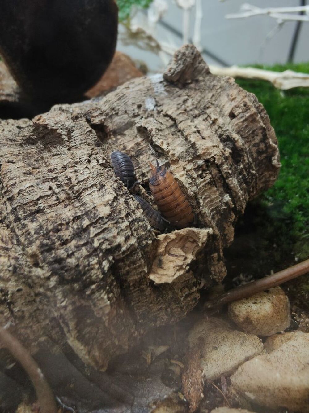   Cloportes porcellios scaber lava 