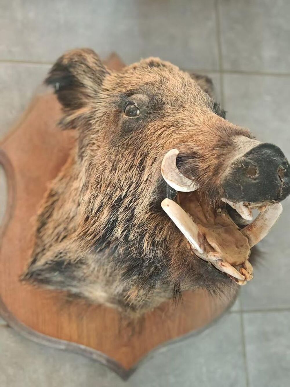 Troph&eacute;e de Chasse Sanglier Décoration