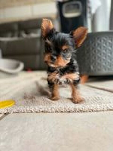  Chiots Yorkshire Biewer 
