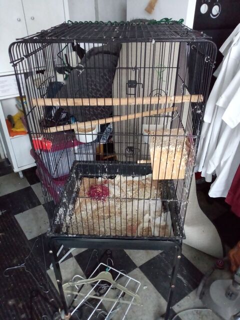  cage oiseau 30 85550 La barre-de-monts