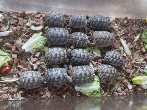 J' ai 3/4  tortue de terre  ne en 2023 hiberne dehors. 120 38090 Villefontaine