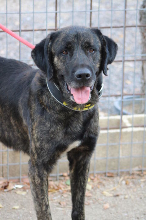 PON :  Un grand cur sur pattes cherche sa moitié humaine 315 24140 Douville