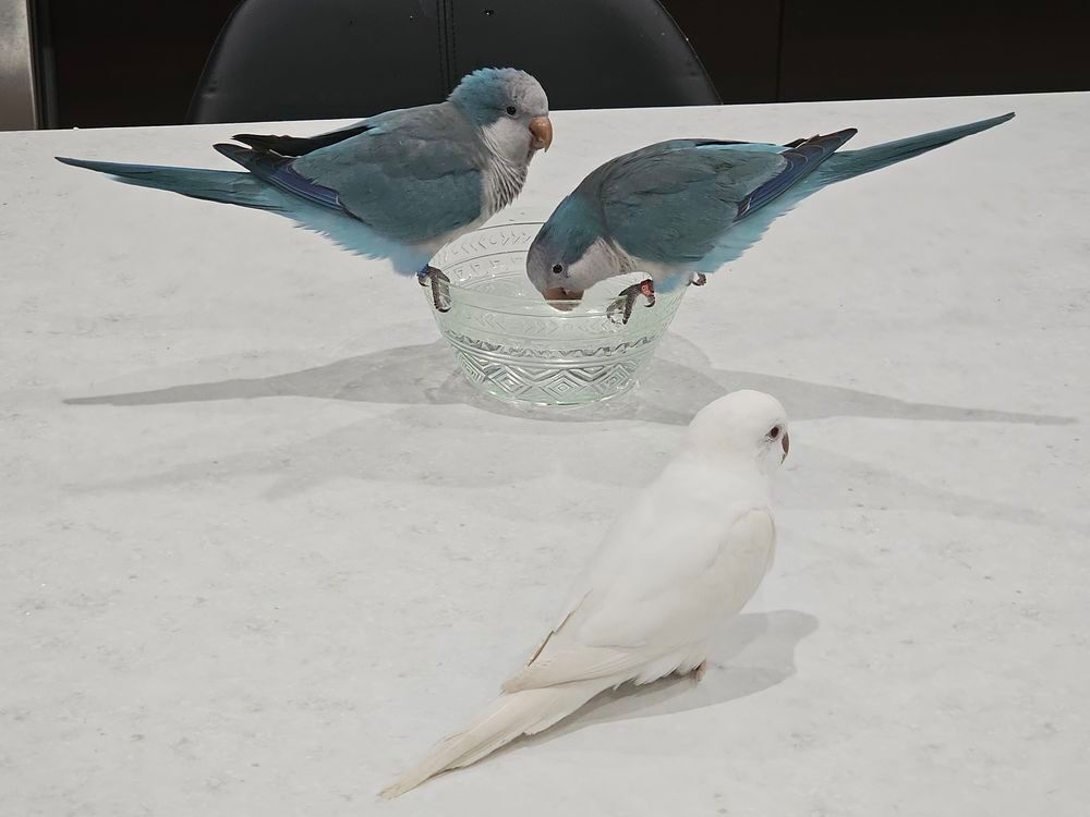   Couple conures souris 
