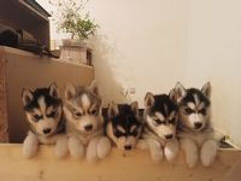   Chiot husky de Sibérie  