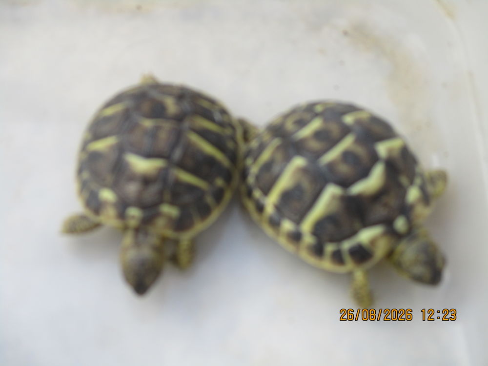   tortues de terre (juvéniles) 