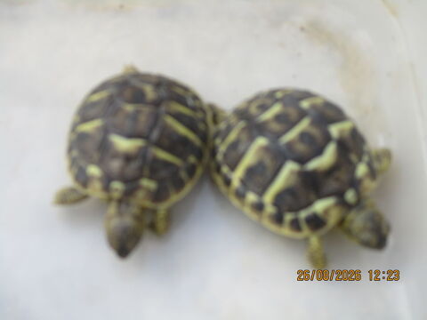 tortues de terre (juv&eacute;niles) 80 01600 Misérieux