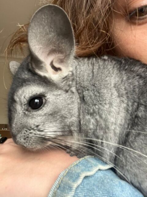Chinchilla à donner 0 75018 Paris